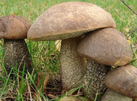    Leccinum scabrum